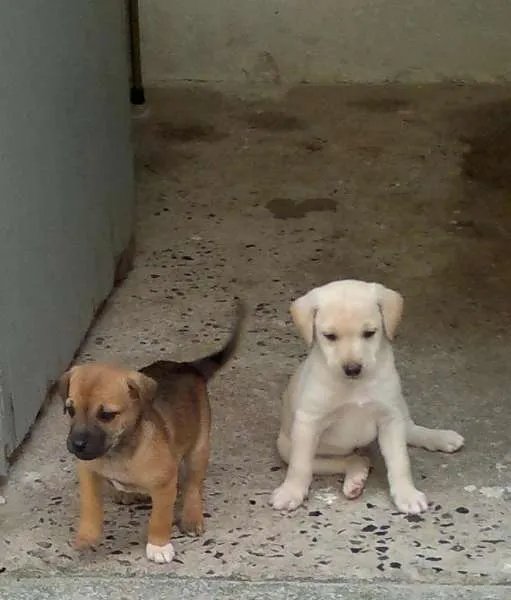 Cachorro ra a SRD idade 2 a 6 meses nome Bolão