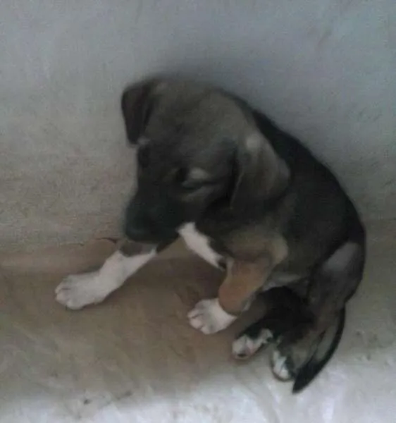 Cachorro ra a SRD idade 2 a 6 meses nome Rajado