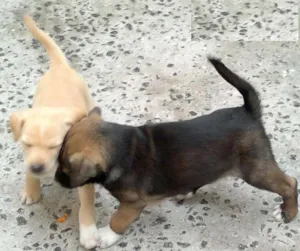 Cachorro raça SRD idade 2 a 6 meses nome Rajado