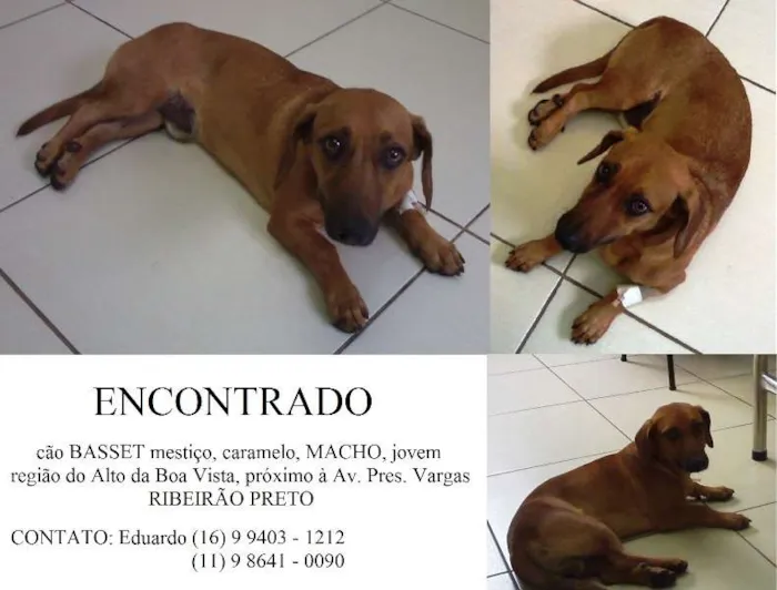 Cachorro ra a BASSET mestiço idade 2 anos nome ...