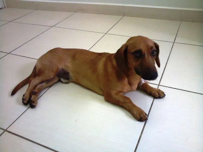 Cachorro ra a BASSET mestiço idade 2 anos nome ...