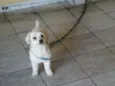 Snopy