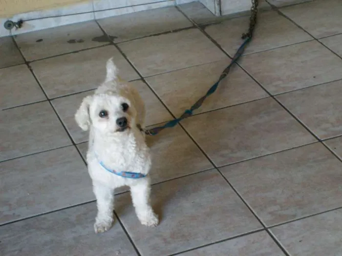 Cachorro ra a Poodle idade 6 ou mais anos nome Snopy
