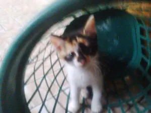 Gato raça nenhuma idade 2 a 6 meses nome bolinha cinza  feio