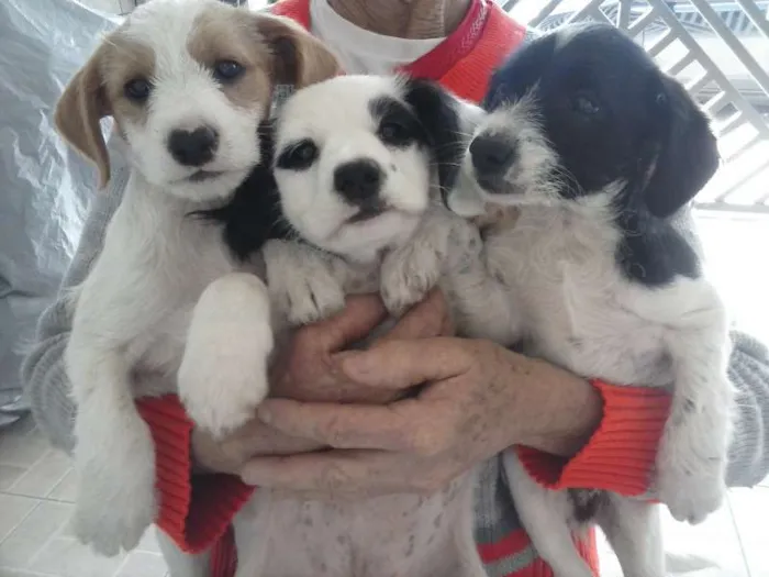 Cachorro ra a SRD idade 2 a 6 meses nome S/Nome
