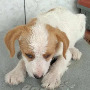 Cachorro raça SRD idade 2 a 6 meses nome S/Nome