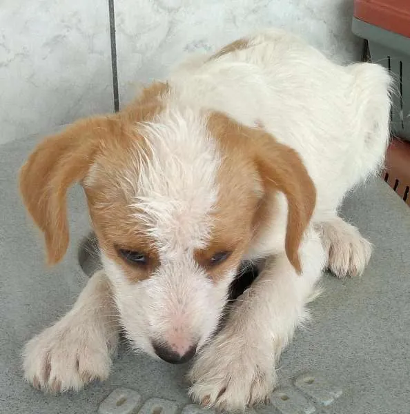 Cachorro ra a SRD idade 2 a 6 meses nome S/Nome
