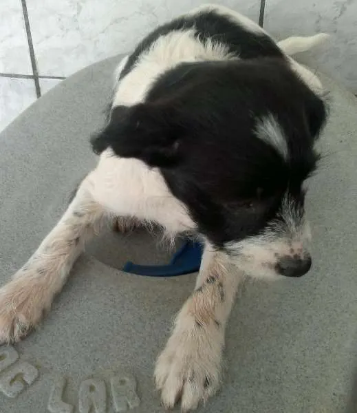 Cachorro ra a SRD idade 2 a 6 meses nome S/Nome