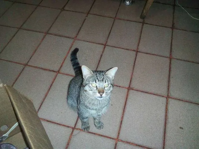 Gato ra a  idade 2 anos nome Pugo
