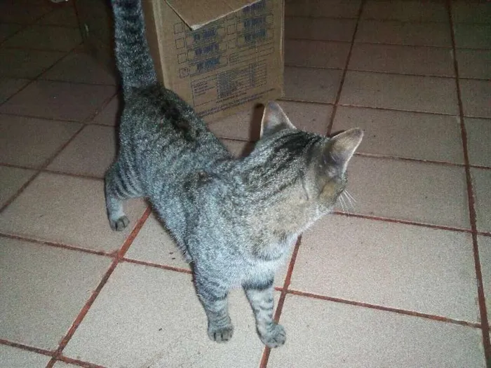 Gato ra a  idade 2 anos nome Pugo