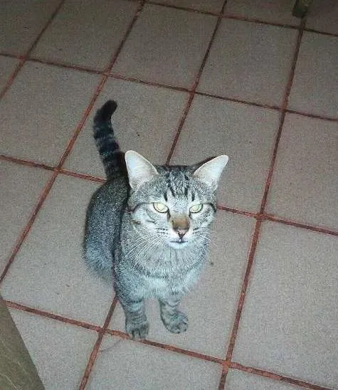 Gato ra a  idade 2 anos nome Pugo