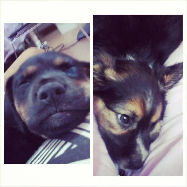 Cachorro ra a SRD idade Abaixo de 2 meses nome sem nome