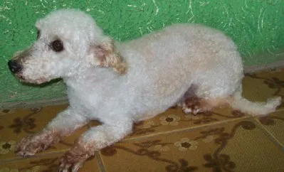 Cachorro ra a Poodle idade 5 anos nome Branquinho