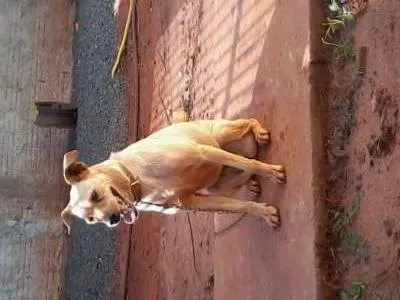 Cachorro ra a SRD idade 3 anos nome Margaux