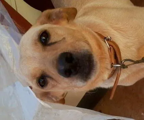 Cachorro ra a SRD idade 3 anos nome Margaux