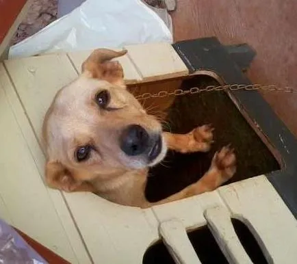 Cachorro ra a SRD idade 3 anos nome Margaux