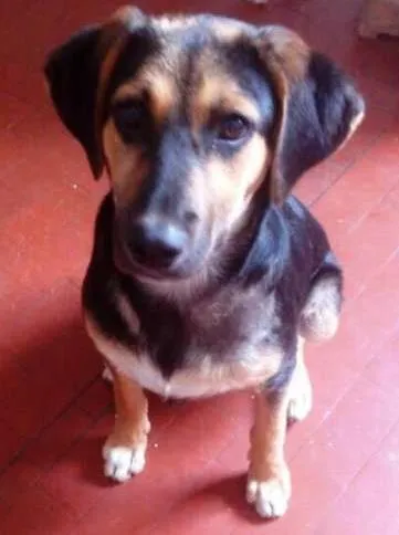 Cachorro ra a SRD idade 7 a 11 meses nome Joca