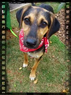 Cachorro ra a SRD idade 7 a 11 meses nome Joca