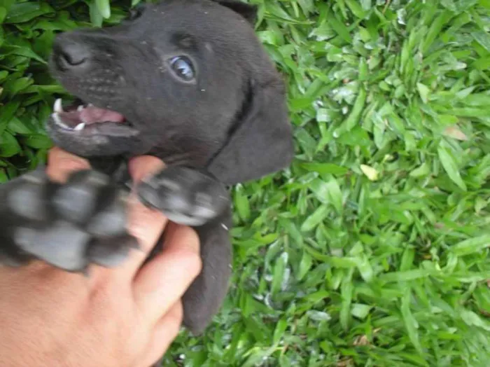 Cachorro ra a SRD idade 2 a 6 meses nome Toddy