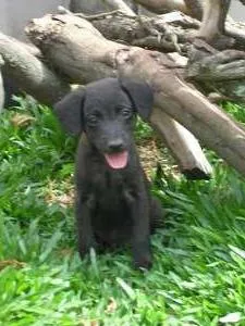 Cachorro ra a SRD idade 2 a 6 meses nome Toddy