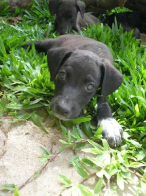 Cachorro raça SRD idade 2 a 6 meses nome Alpino