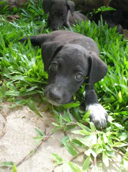 Cachorro ra a SRD idade 2 a 6 meses nome Alpino