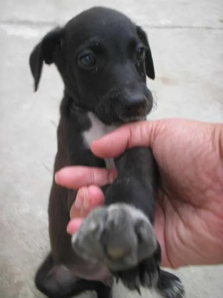 Cachorro ra a SRD idade 2 a 6 meses nome Alpino
