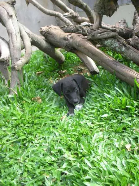 Cachorro ra a SRD idade 2 a 6 meses nome Alpino