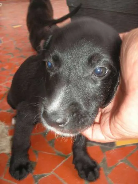 Cachorro ra a SRD idade 2 a 6 meses nome Melken