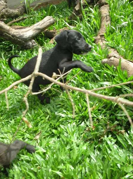 Cachorro ra a SRD idade 2 a 6 meses nome Melken