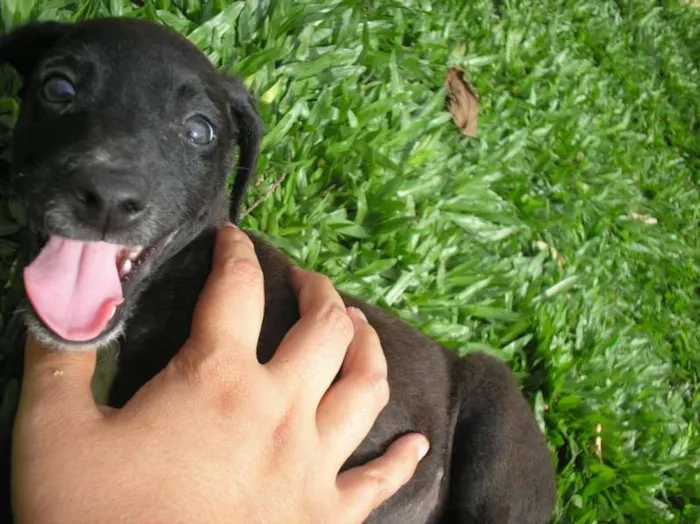 Cachorro ra a SRD idade 2 a 6 meses nome Melken