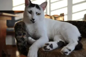 Gato raça SRD idade 2 anos nome Manchinha