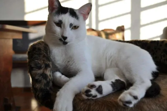 Gato ra a SRD idade 2 anos nome Manchinha