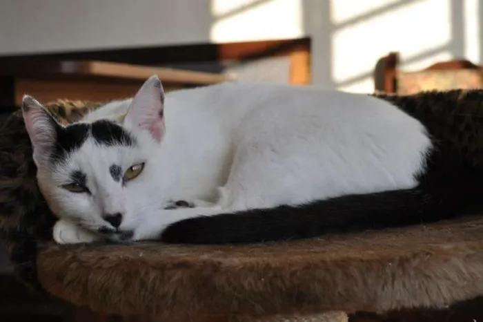 Gato ra a SRD idade 2 anos nome Manchinha