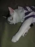 Manchinha