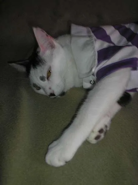 Gato ra a SRD idade 2 anos nome Manchinha