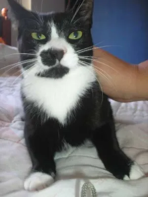 Gato raça SRD idade 7 a 11 meses nome Emily