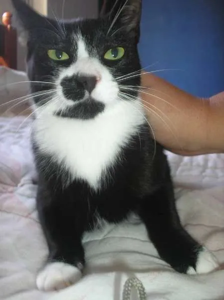Gato ra a SRD idade 7 a 11 meses nome Emily