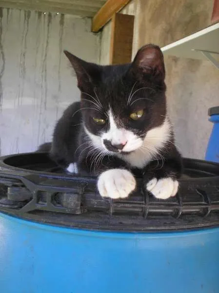 Gato ra a SRD idade 7 a 11 meses nome Emily