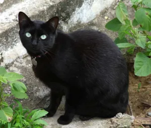 Gato raça SRD idade 2 anos nome Sol