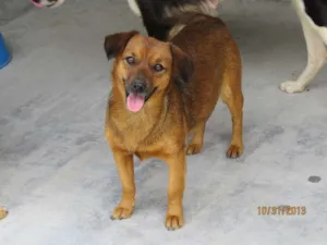 Cachorro raça SRD idade 2 anos nome Marrom
