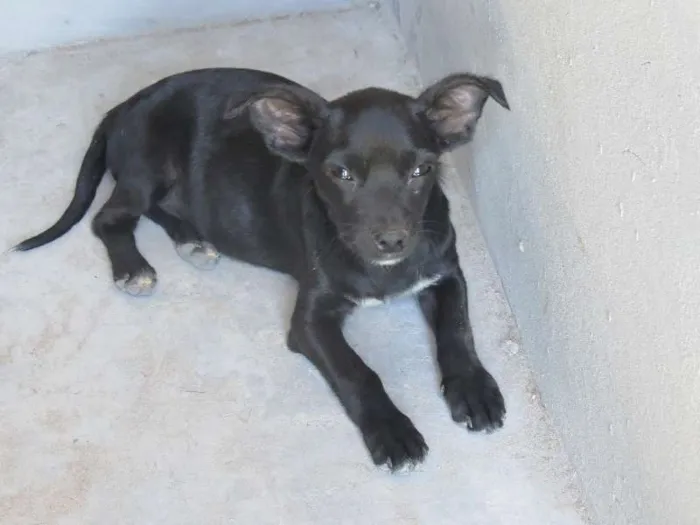 Cachorro ra a SRD idade 7 a 11 meses nome Lili