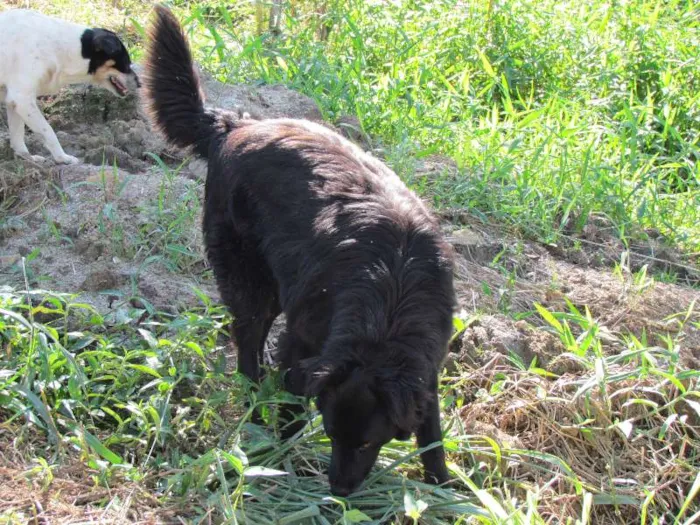 Cachorro ra a SRD idade 3 anos nome Zulu