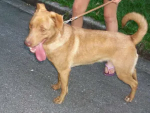 Cachorro raça SRD idade 2 anos nome Kyara