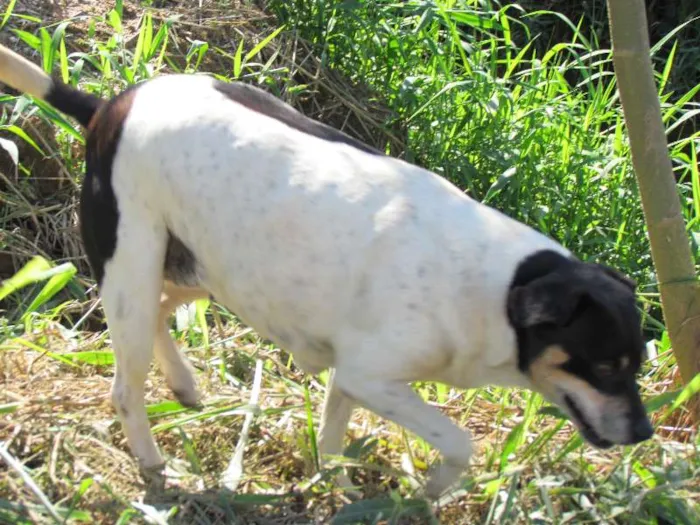 Cachorro ra a SRD idade 3 anos nome Suca