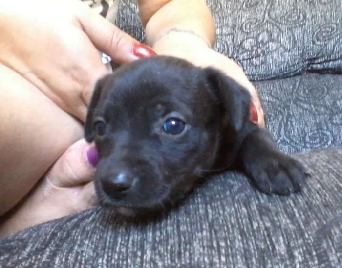 Cachorro ra a viralata/pitbul idade 2 a 6 meses nome sem nome