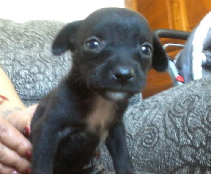 Cachorro ra a viralata/pitbul idade 2 a 6 meses nome sem nome