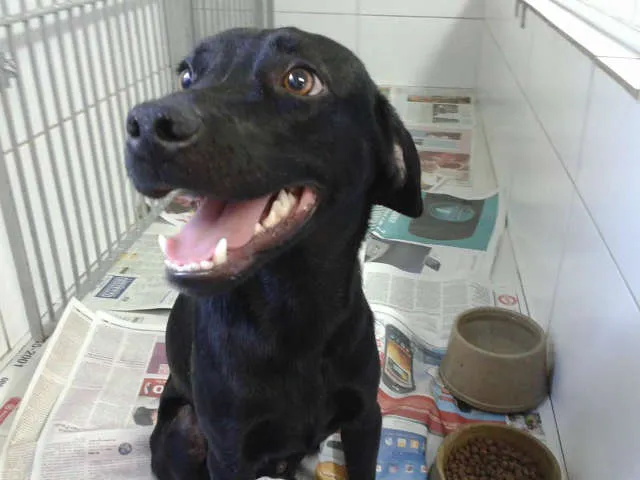 Cachorro ra a Viralata idade 1 ano nome Bob