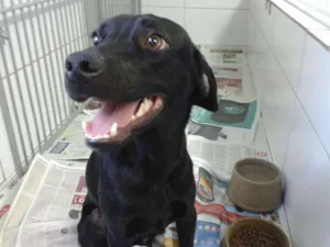 Cachorro raça Viralata idade 1 ano nome Bob