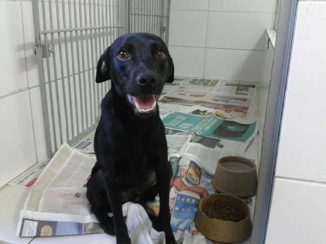 Cachorro ra a Viralata idade 1 ano nome Bob